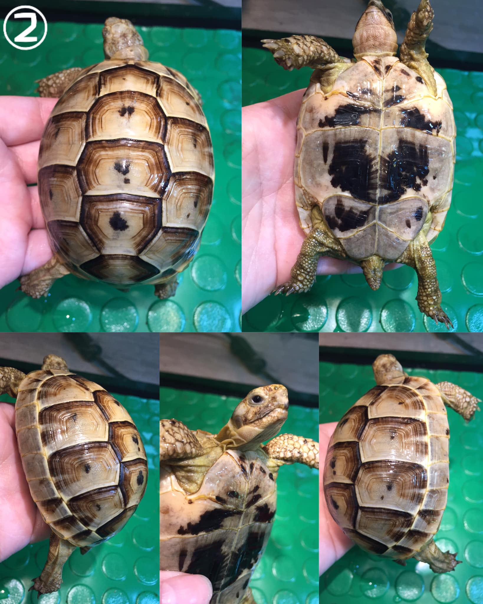 欧洲陆龟排酸吗,欧洲陆龟的图片