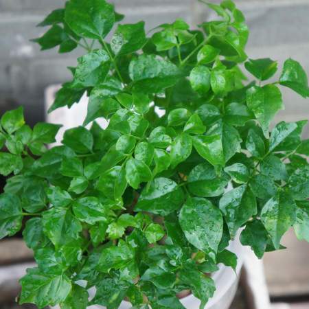 什么绿植一年四季好养又招财,8种超好寓意的绿植旺财又旺人