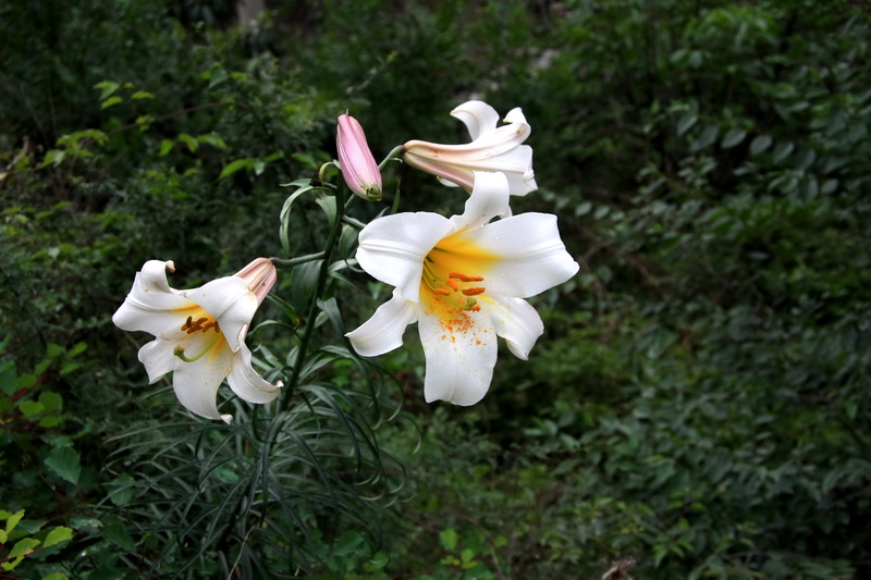 百合纯洁淡香味浓烈,百合清新淡雅洁白无瑕