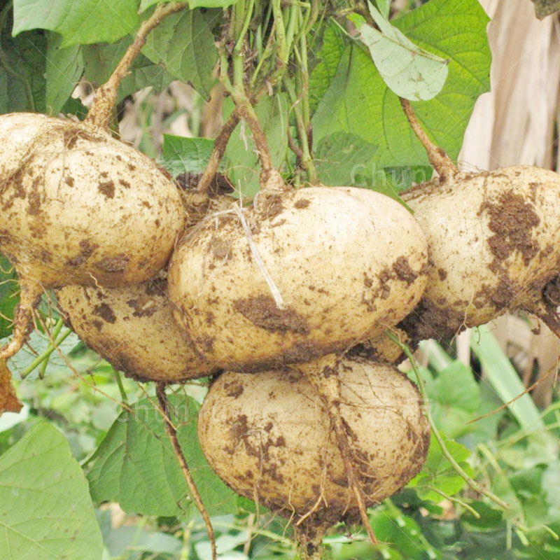 什么牌的凉薯种子高产,凉薯出粉率高产品种