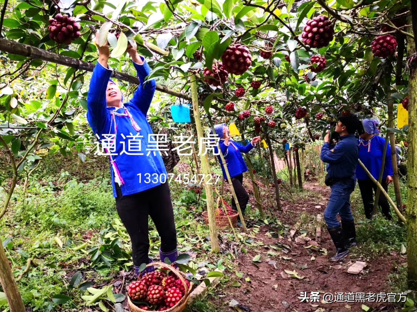 被省委书记惦记的通道小伙，正带村民种山果致富（转载）
