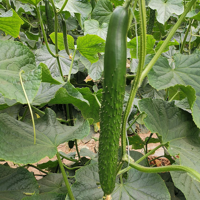 耐热耐寒抗病强的黄瓜种,抗病性好的黄瓜