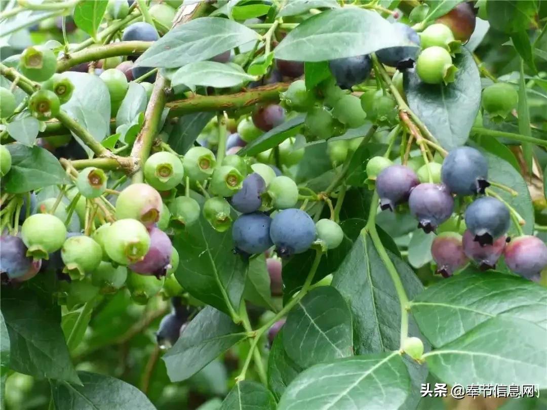 广西玉林市竹园村网红景点打卡,打卡竹园村