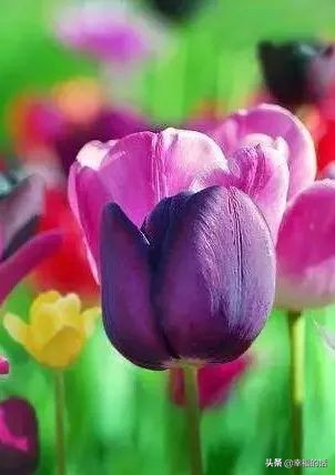 6月到了，送你6花6蝶6鸟6景6曲6诗，这月顺顺利利。