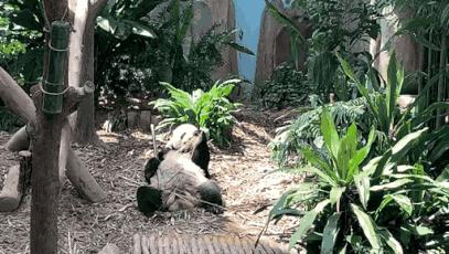 带孩子新加坡4天够玩吗,新加坡带孩子自由行几天