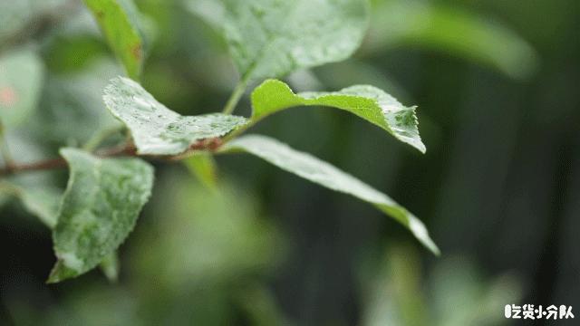 夹心荔枝冰，妈妈不让多吃