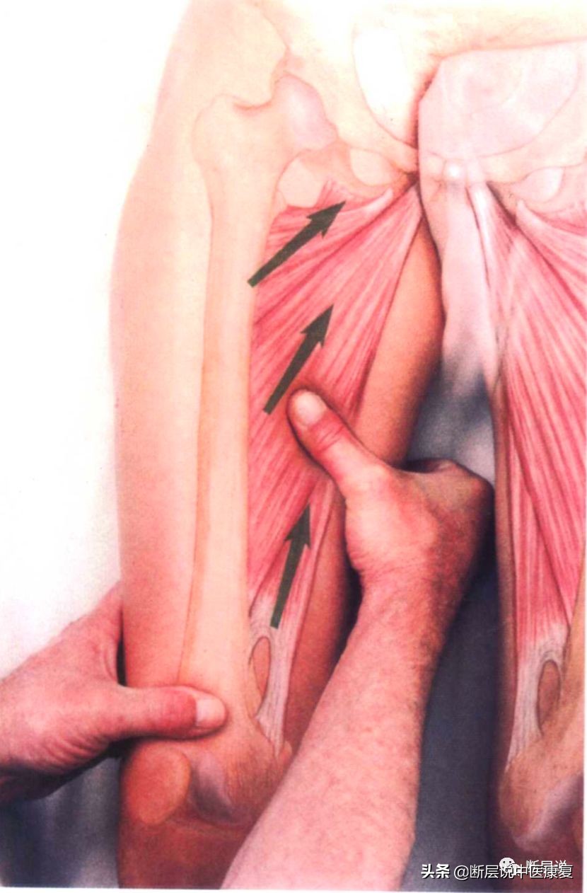 女性盆底健康问题，针刺要扎三阴交，手法要选内收肌