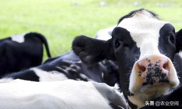 奶牛场的饲养管理技术有哪些,高产奶牛的管理要点