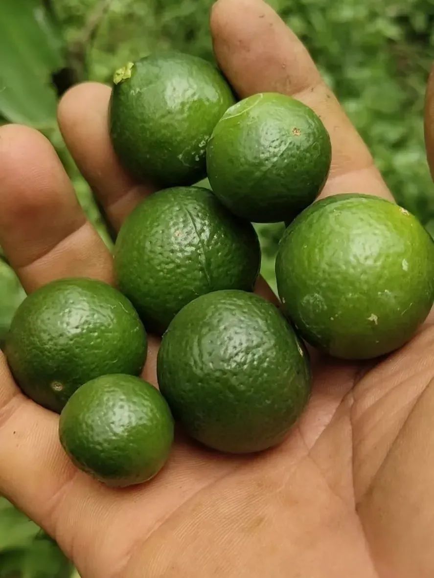 柑橘膨果最需要哪几种元素,柑橘大小果有办法补救吗