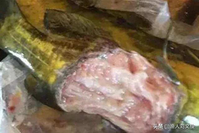 黄颡鱼烂鳃是怎么回事,黄颡鱼腐皮烂身