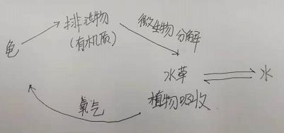 如何养好乌龟视频教程,怎么利用有限的空间养乌龟