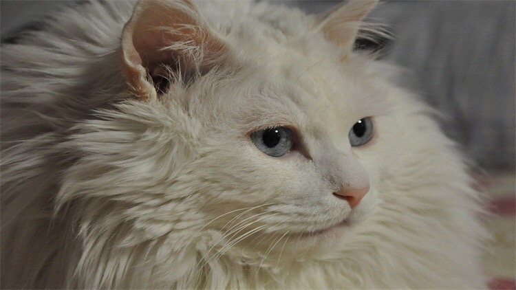 如何向猫咪表达爱意,如何向猫咪表达友善的叫声