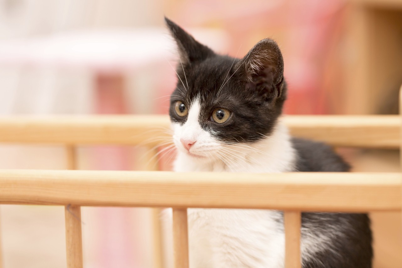 猫胡子向前弯曲表示心情不错，而这只是皮毛，猫胡子还有更大作用