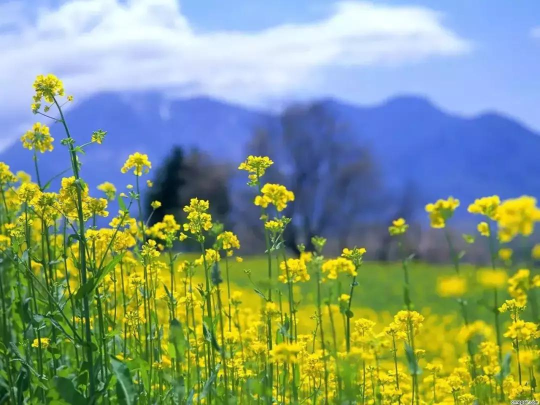 身份证410、411、412开头的,去了郑州就等于去了全世界