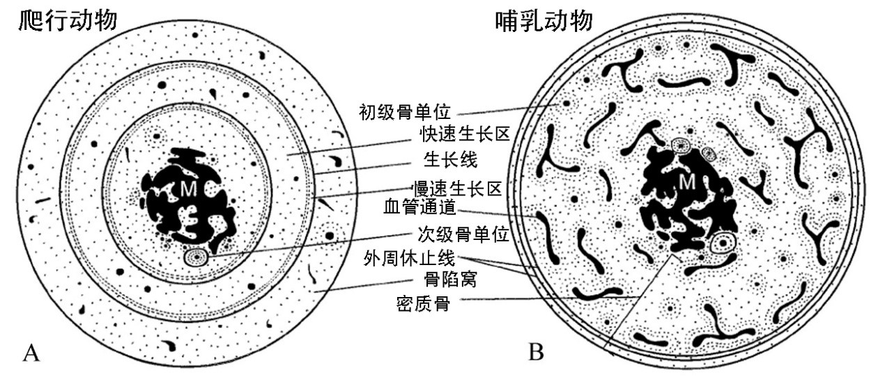 为啥恐龙可以一辈子长长长，而我们却不能？古生物学家从骨组织学上揭开了秘密