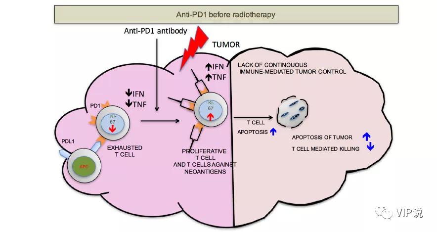 免疫诱导作用,免疫诱导药物有哪些