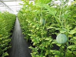 麒麟西瓜8424露天种植方法和管理,8424西瓜露天种植几月份育苗合适