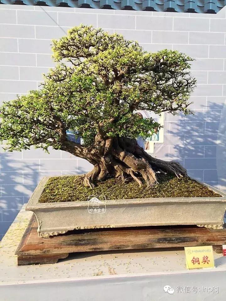 苍劲古朴挺拔有力的老桩盆景欣赏,老态龙钟盆景作品欣赏