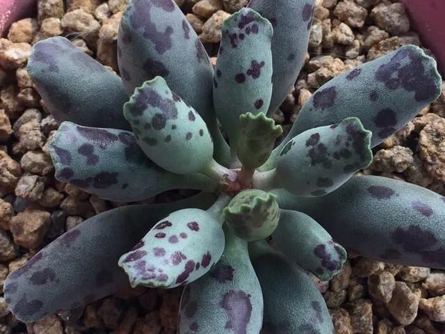 养了8年的多肉海豹,曾经的小海豹