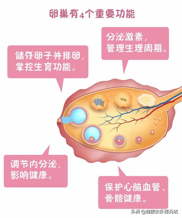 「私密」卵巢保养女人一生的必修课