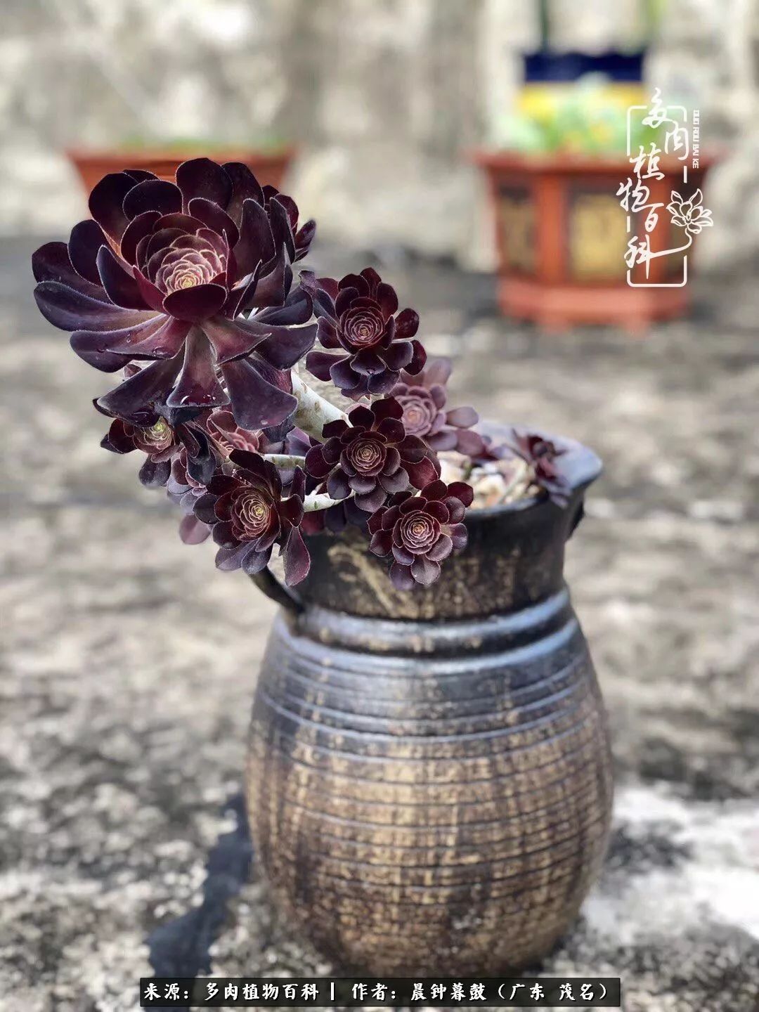 轻轻地告诉你，我的多肉也曾美过，不信你看看