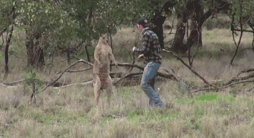 袋鼠不锻炼都有肌肉,袋鼠不做力量训练