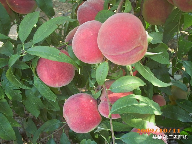 10月套袋桃子出现裂果是什么原因,桃子总是落果怎么回事