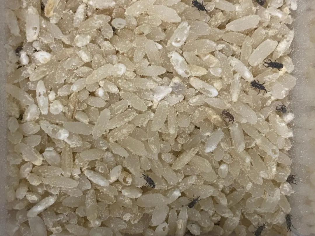 顾小稻说丨天气一热,米虫出没,除米虫这招最好使