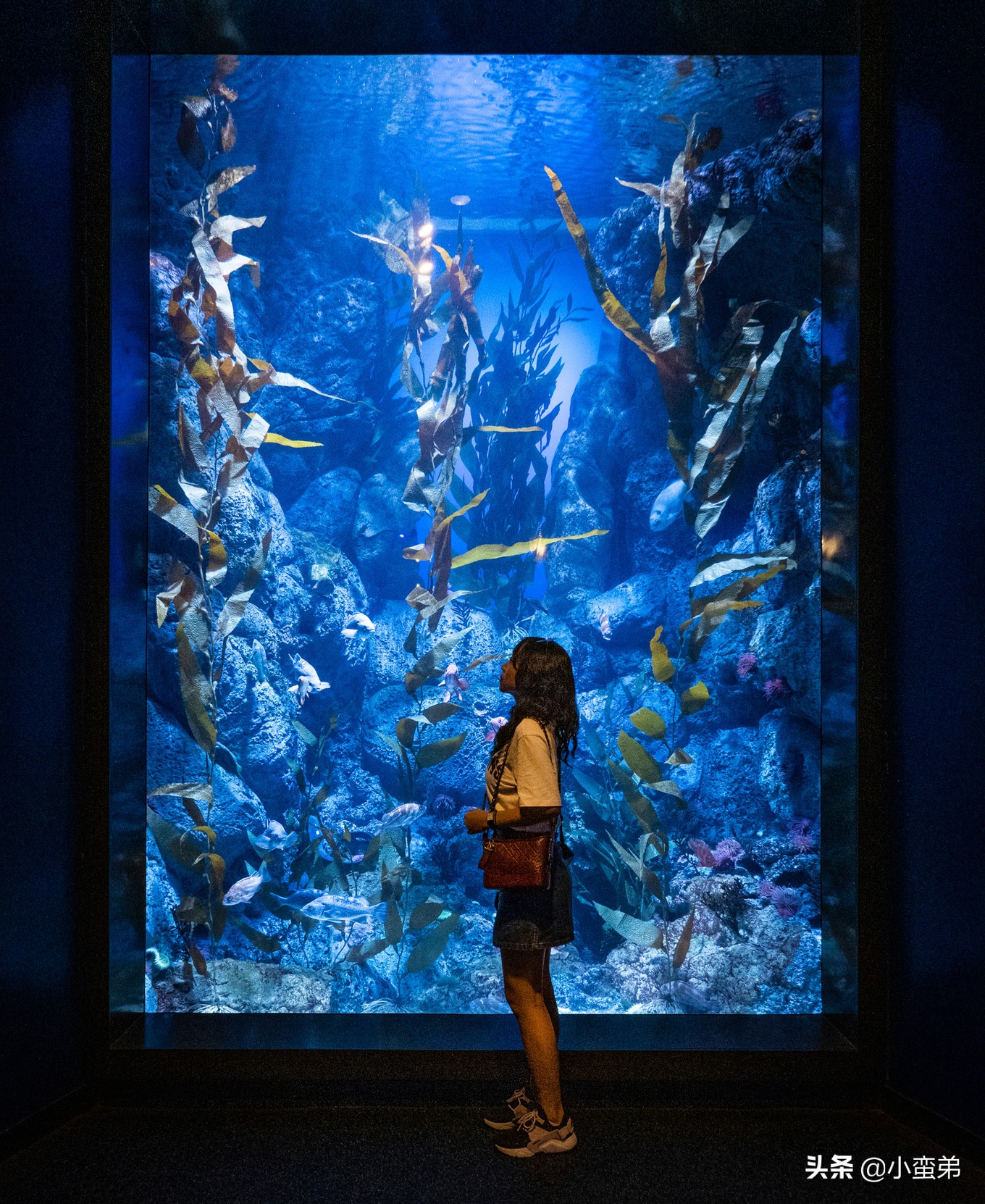 5年之许,小白逆袭重返新加坡