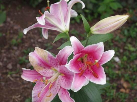 百合花长好高了烂根怎么处理,百合花烂根了茎杆怎么处理