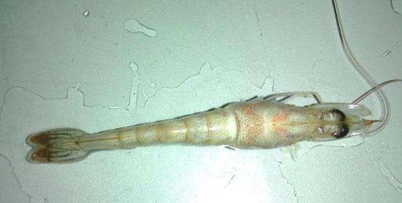 对虾感染孢子虫用什么药治疗好,对虾感染孢子虫麻点多吗