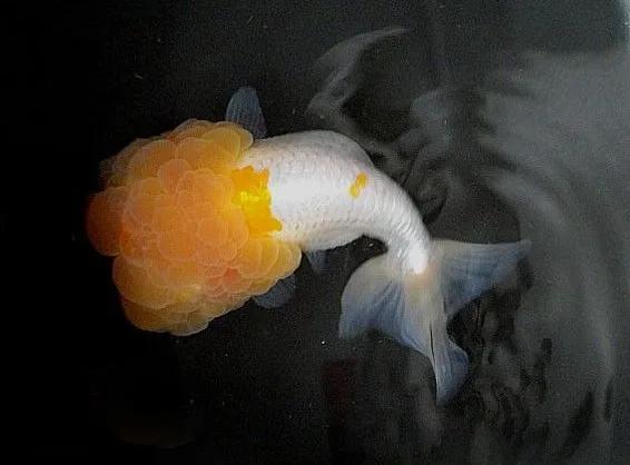 漂亮易养的金鱼有哪些名字,最好看的金鱼叫什么名字