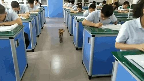 学校狗狗高考被关禁闭,高考被关禁闭网红狗去世