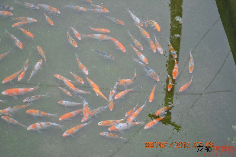 锦鲤苗成长,日本锦鲤水花苗成长