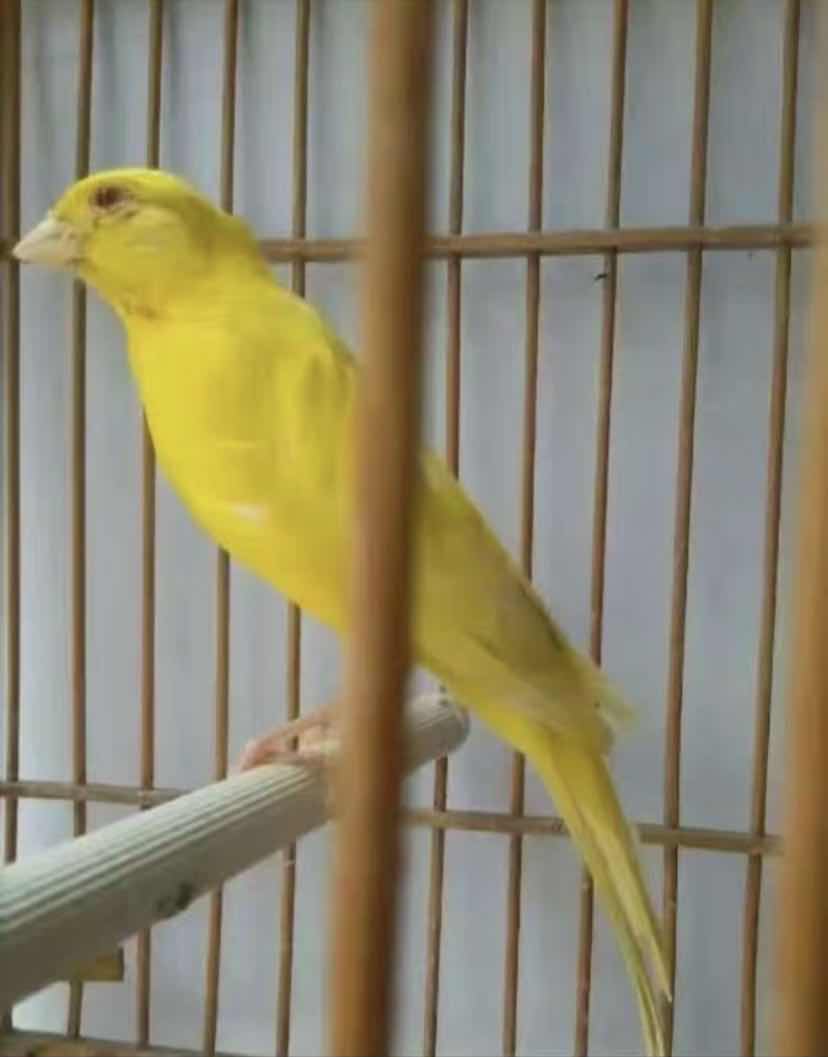 一种来自非洲的野鸟,被人工繁育出数百个品种,惊艳了整个世界