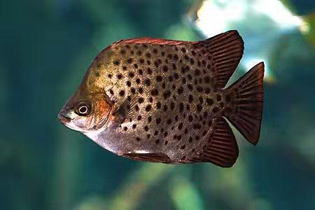 汽水鱼能不能纯海水养,汽水鱼可以用淡水长期饲养吗