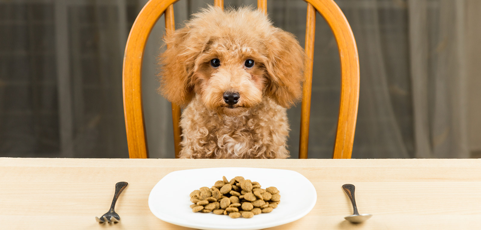 看懂狗粮配方,狗粮选择科普小知识怎么选