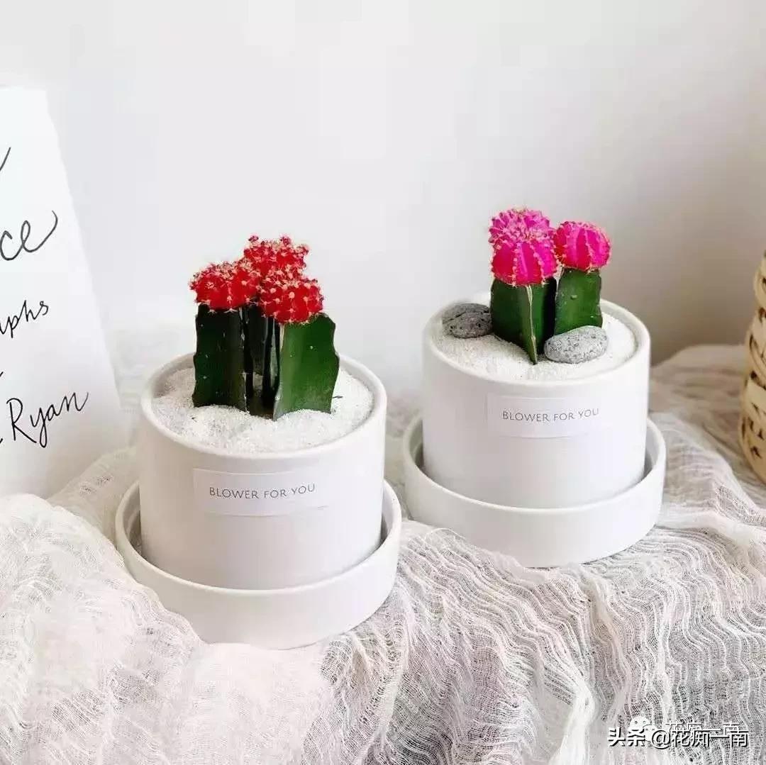 教师节应该送老师什么花用纸叠,教师节送花送什么花图片