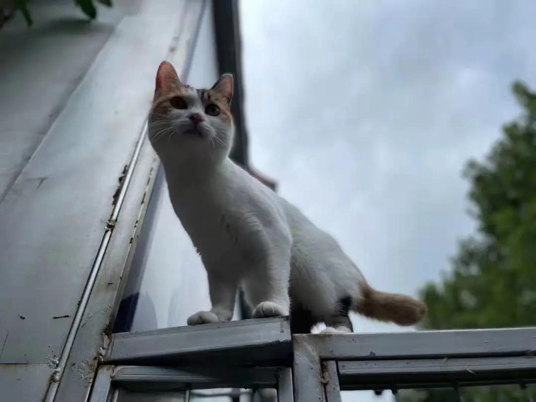 米麒麟：我掉缸怎么了？