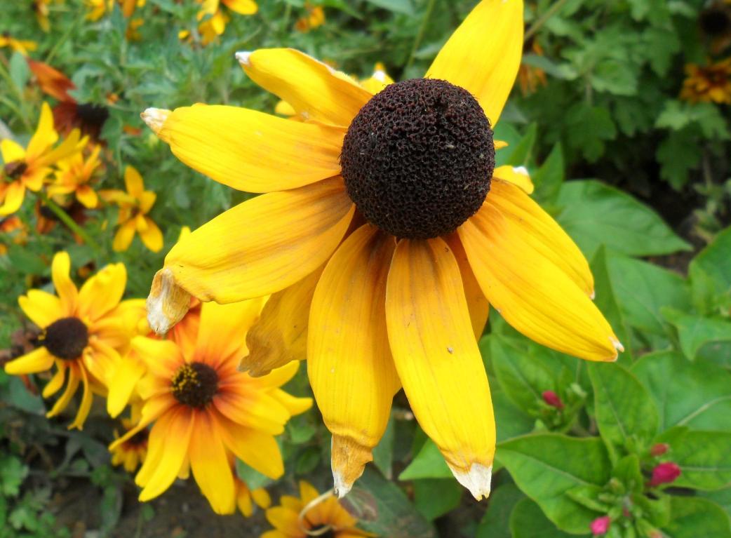 黑心菊观赏习性,黑心菊开花时间多长