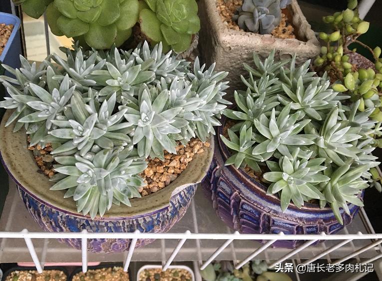 多肉疯长要怎么处理,多肉长了好多虫子喷什么药