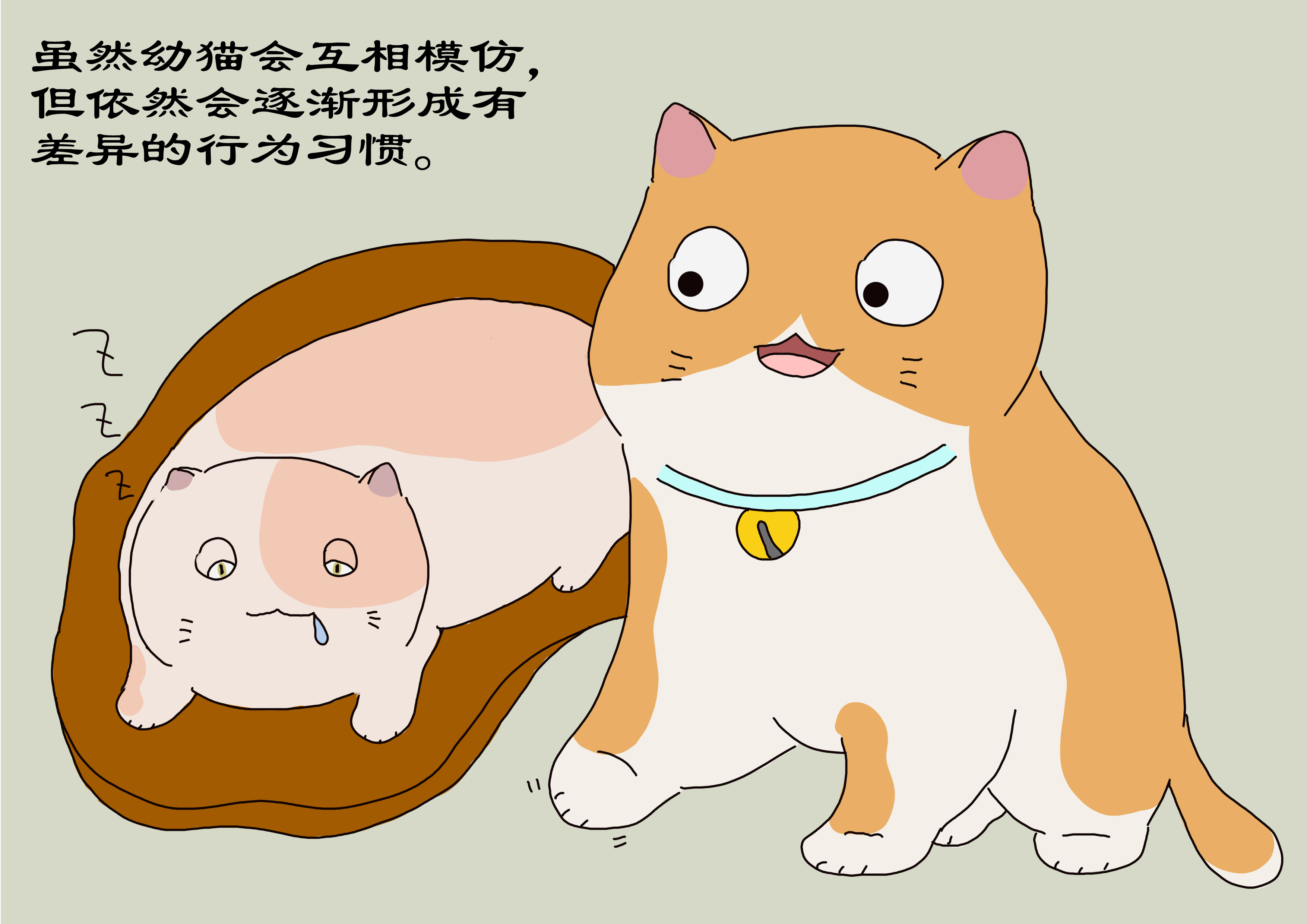 成年猫与幼猫的性格差异,幼猫多大可以很清楚的分辨矮脚