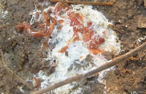 鸡球虫病的症状和治疗方法,治疗鸡球虫病怎么用药