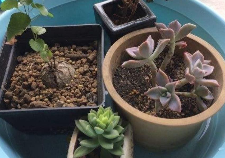 多肉叶子晒软皱了怎么办,多肉叶子皱了怎么恢复