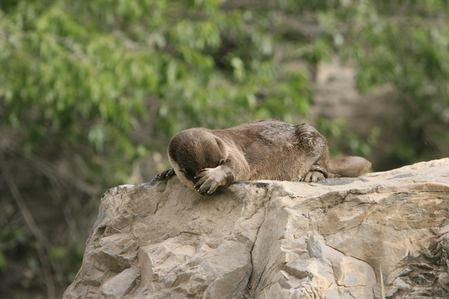 上海野生动物园小爪水獭,北京动物园的小爪水獭