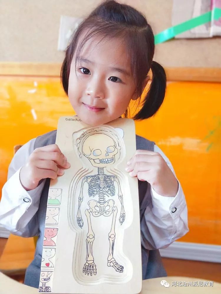 身体大揭秘动画,身体大揭秘