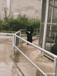 艺术狗视频,艺术狗造型