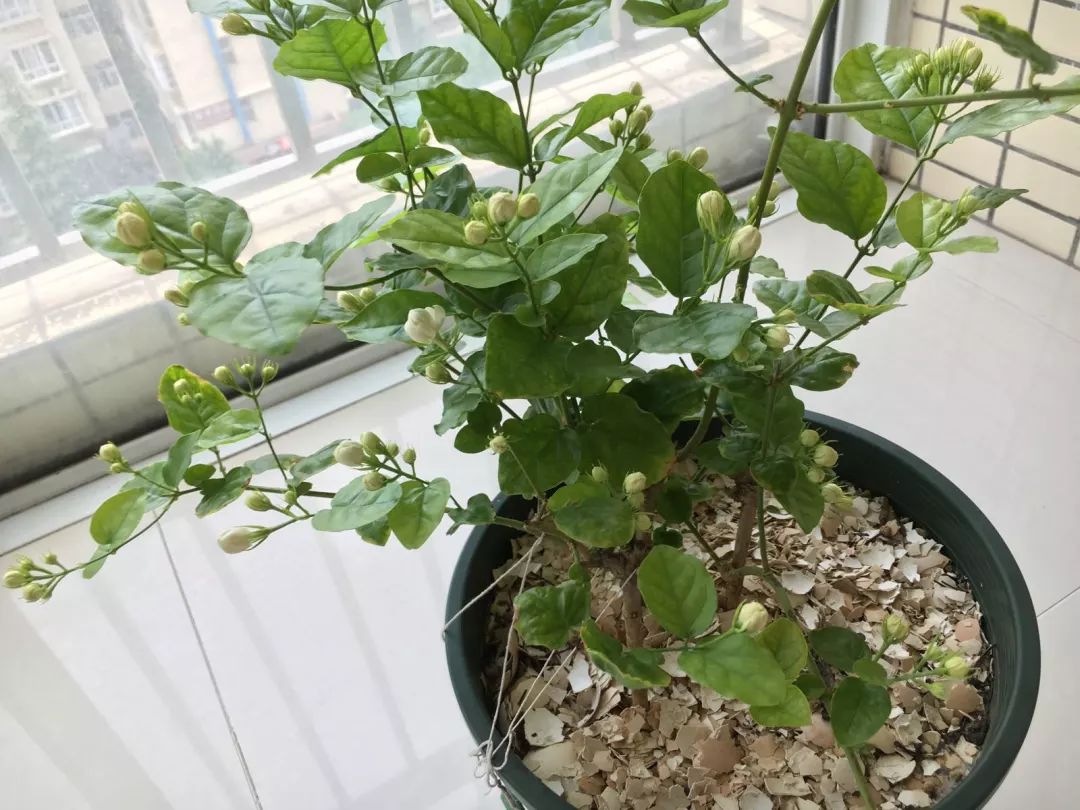 1个洋葱丢盆里,花朵砰砰开,一下能变2个头,省钱了!