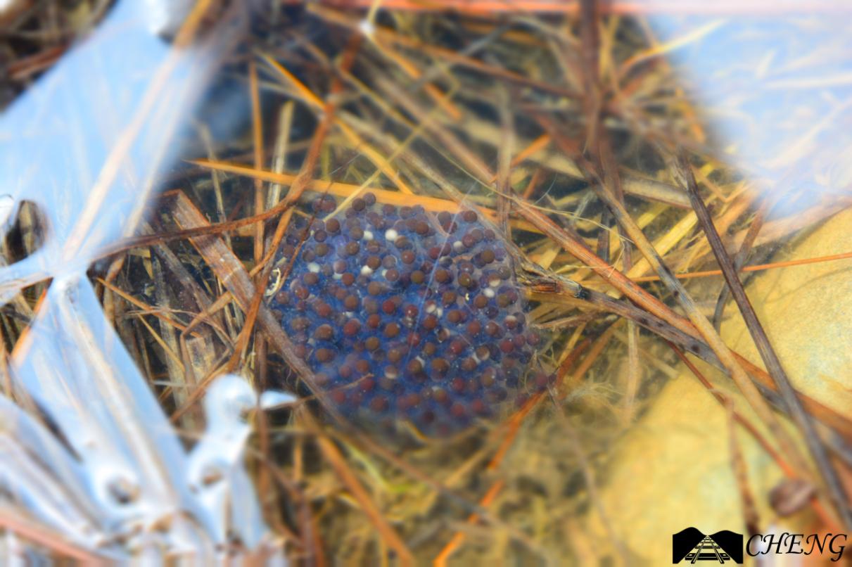 青蛙辨别颜色小视频,青蛙鉴定