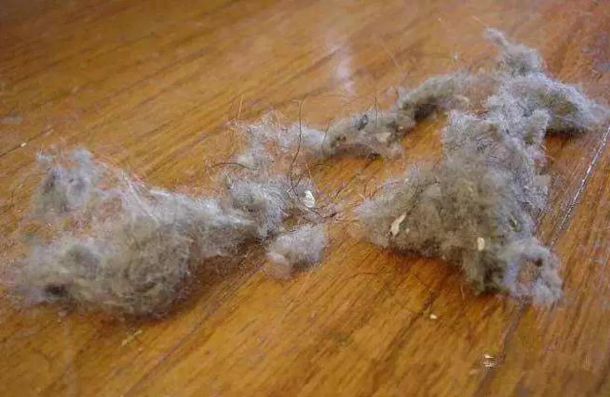 房间里总是有很多毛毛是什么原因,家里每天打扫还是有很多毛毛